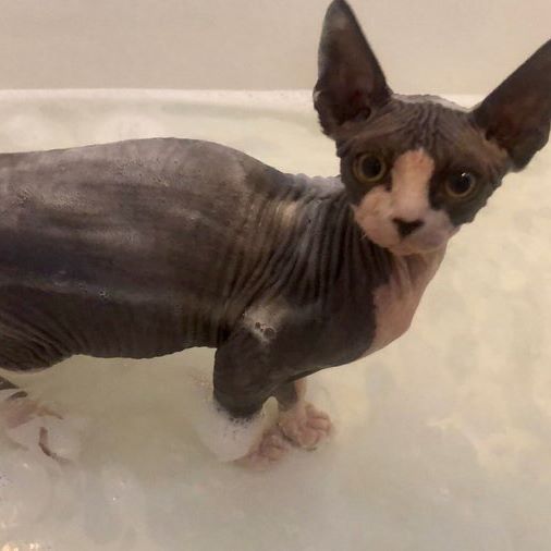 A Sphynx Cat in the bathtub