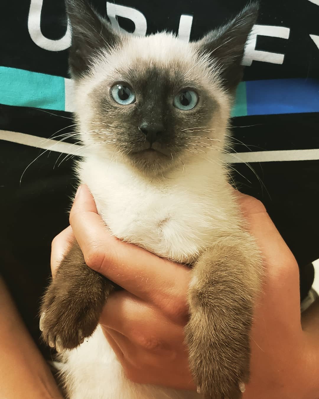 man holding Siamese Cat