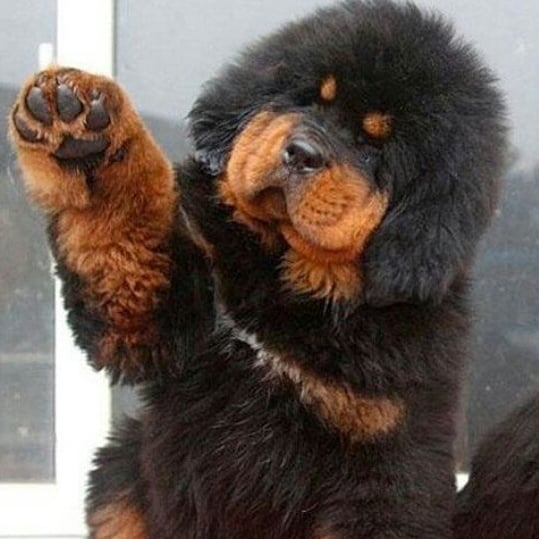 A Tibetan Mastif puppy raising its paw