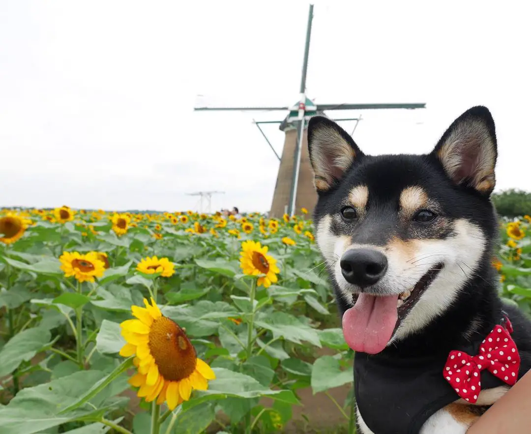 A Shiba Inu in the field of sunflowers