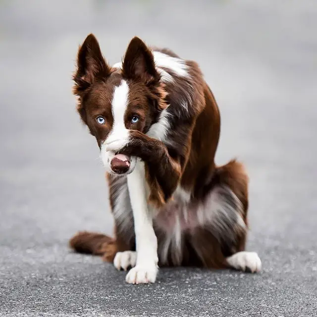 Border Collie covering its face with its one paw while sitting on the ground