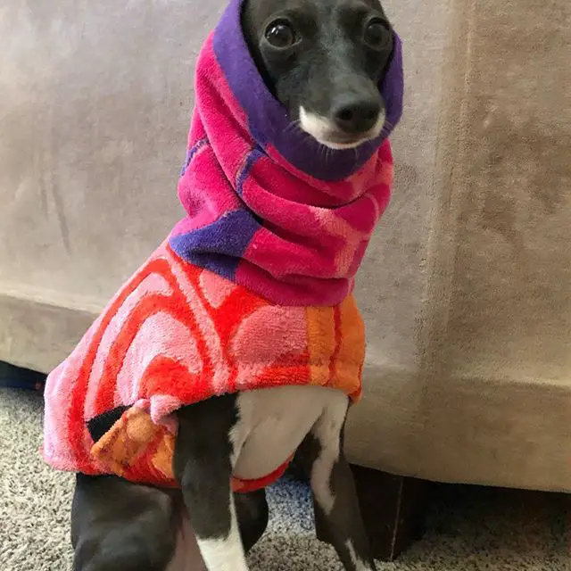 A Greyhound puppy wearing a sweater with hoodie while sitting on the floor