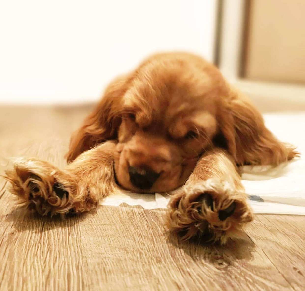 A English Cocker Spaniel puppy lying on the floor with its paws stretched out