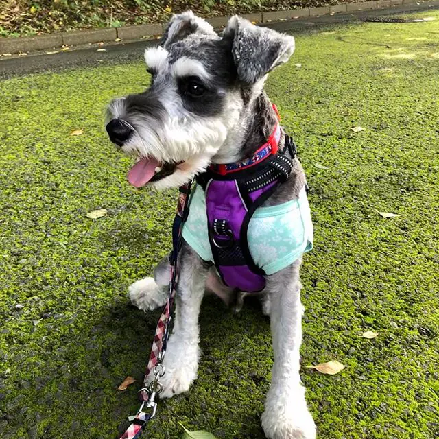A Schnauzer sitting on the grass at the park while looking sideways