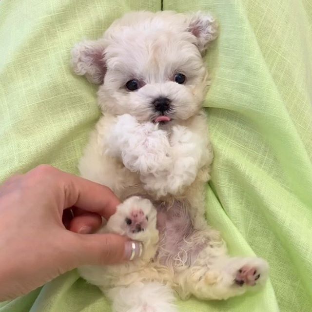 A Bichon Frise puppy lying on the bed while its paw is being held by a woman