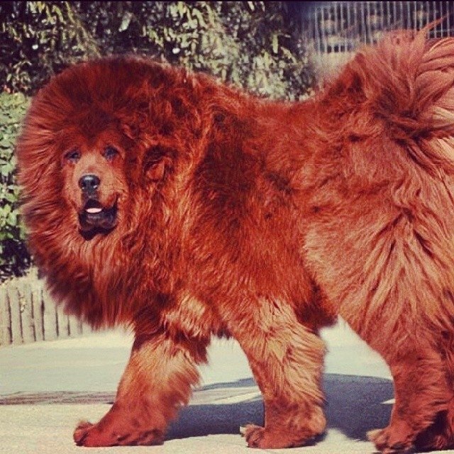 A red Tibetan Mastif walking in the street