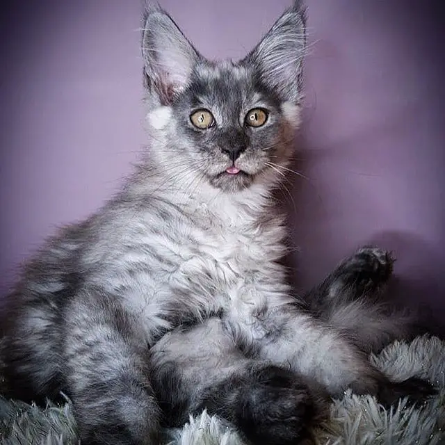 Maine Coon with black and white fur
