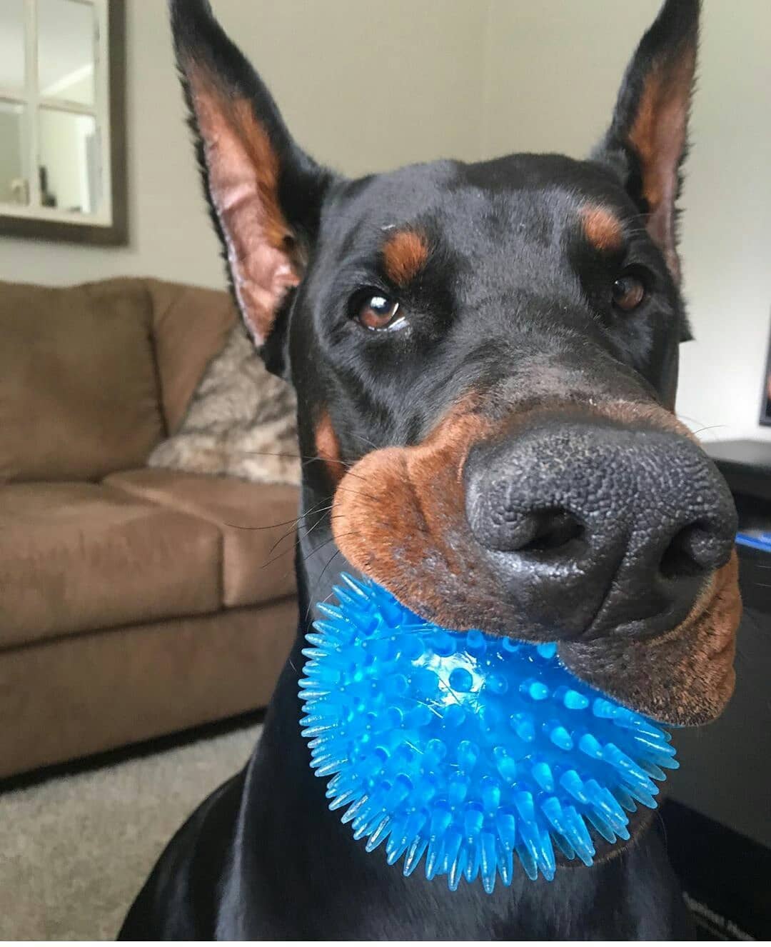 A Doberman sitting on the floor with a blue ball in its mouth