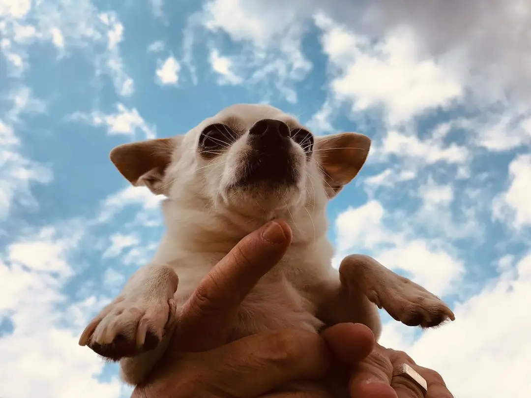 A Chihuahua being held up against the sky