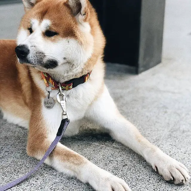 An Akita Inu lying on the pavement while looking sideways