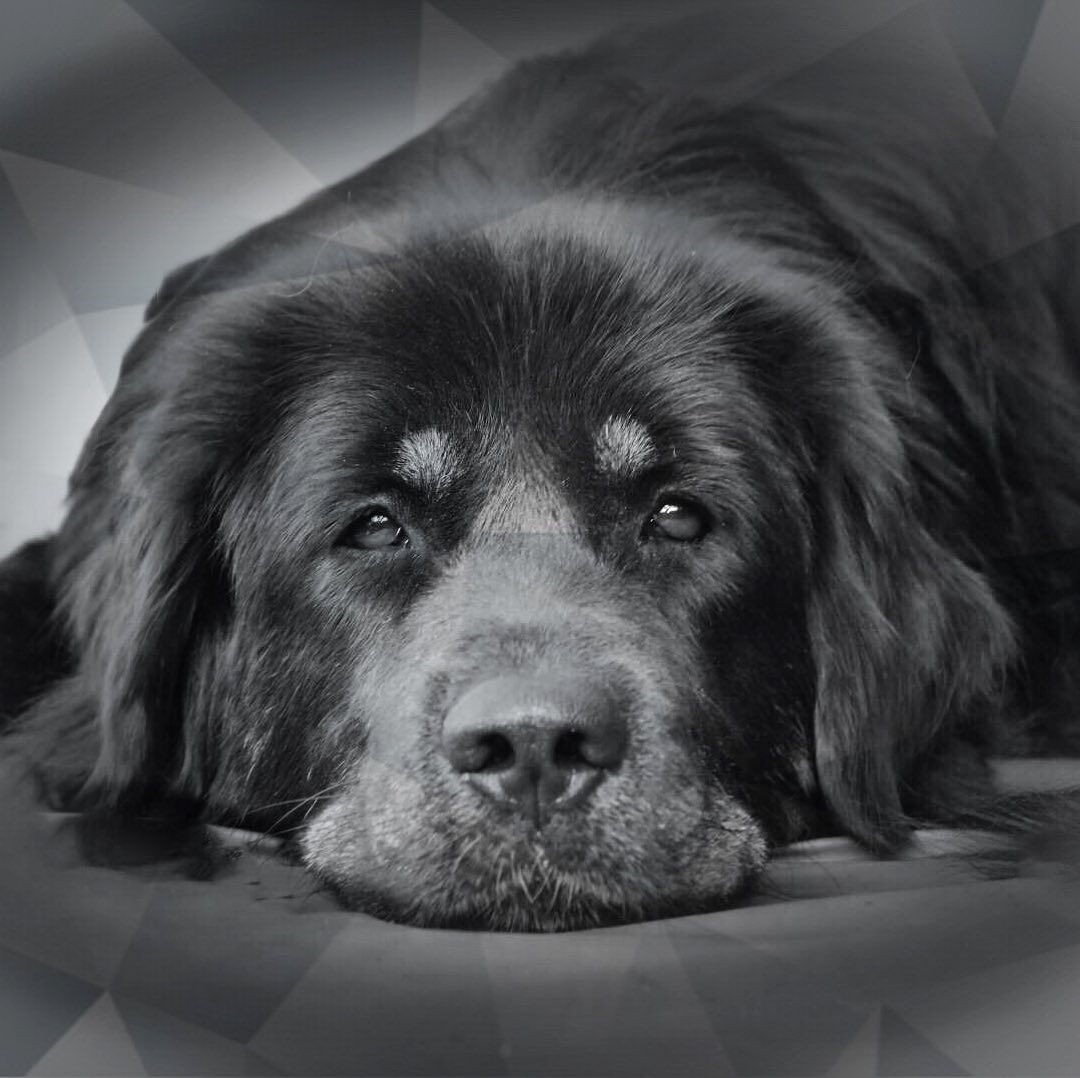 A black and white photo of a Tibetan Mastif lying down on the floor