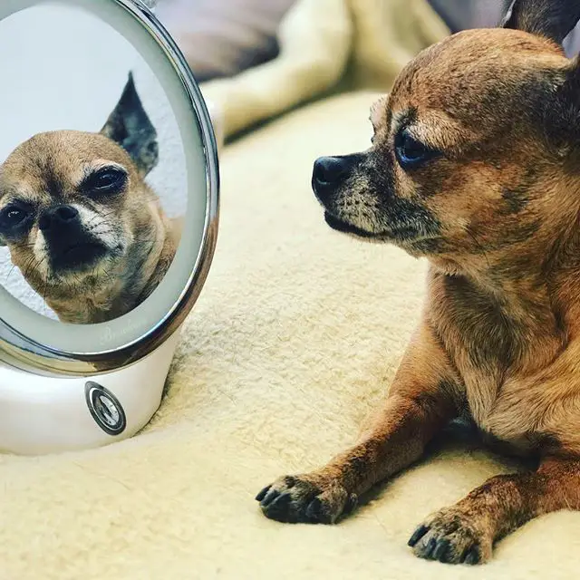 A Chihuahua lying on the couch while staring at its reflection in the mirror