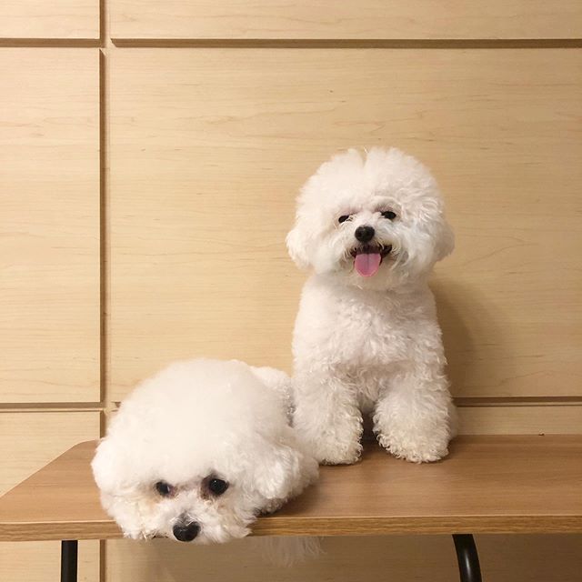 two Bichon Frise on top of the table