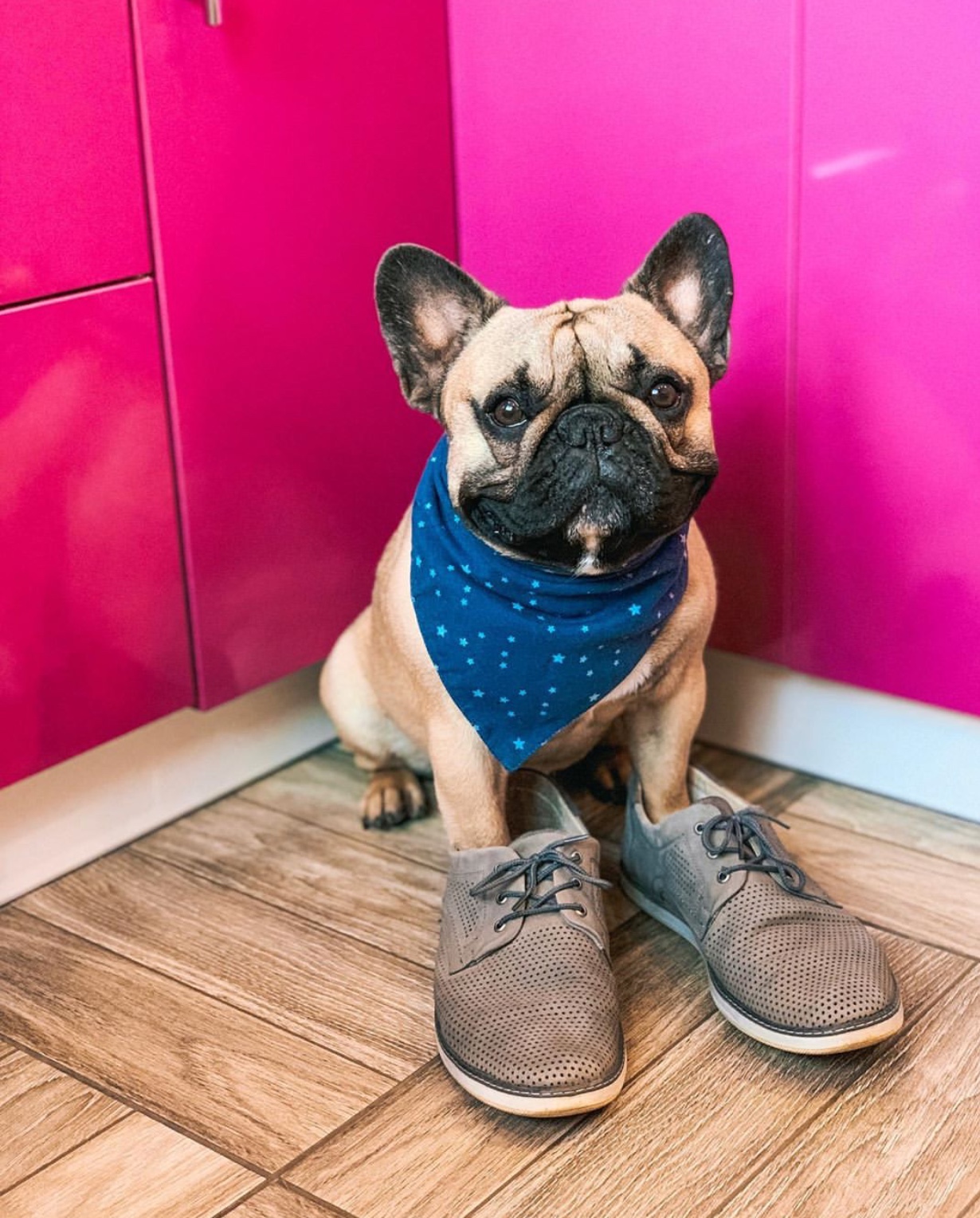 A French Bulldog wearing a blue scarf while sitting in the corner wearing shoes on his front legs