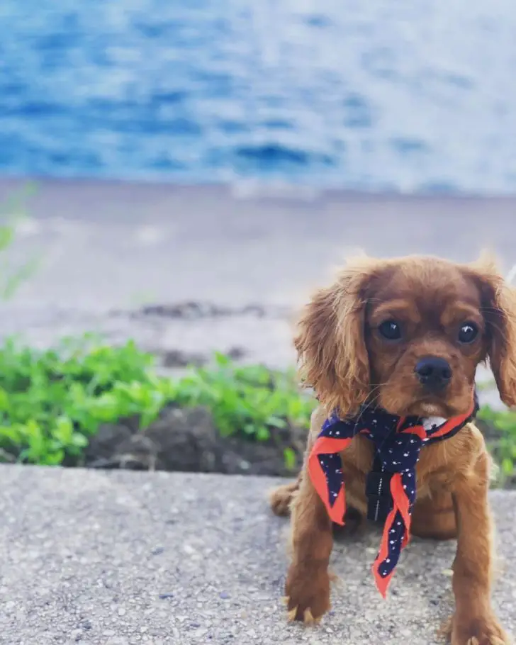 Cavalier King Charles Spaniel sitting on the concrete edge with the view of the ocean in the background
