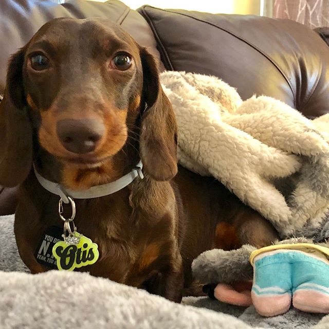 A Dachshund lying on the couch with is blanket