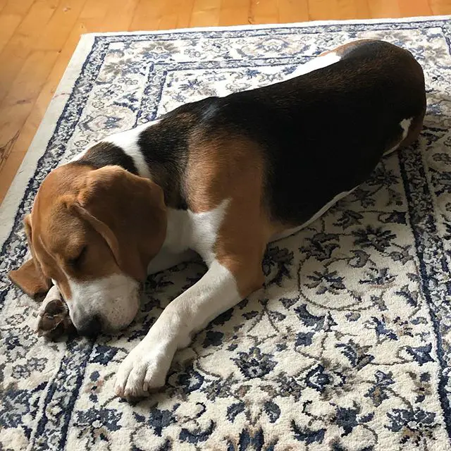 A Beagle lying on the carpet