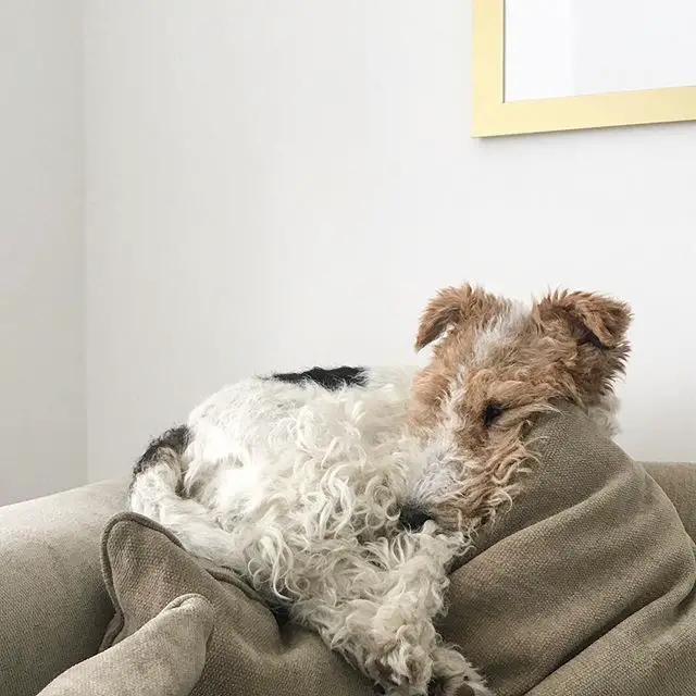 A Fox Terrier sleeping on the couch on top of the pillow