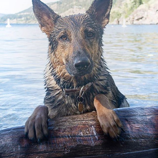 wet German Shepherd leaning against the tree trunk in the ocean