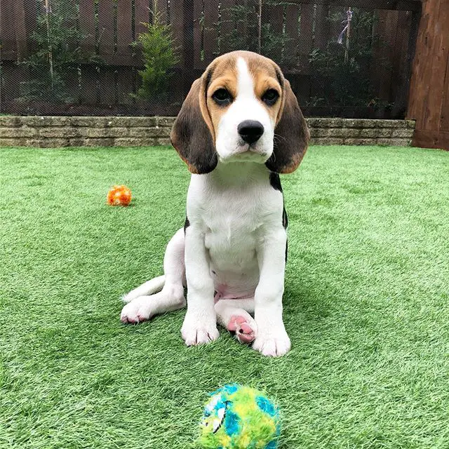 A Beagle sitting in the yard