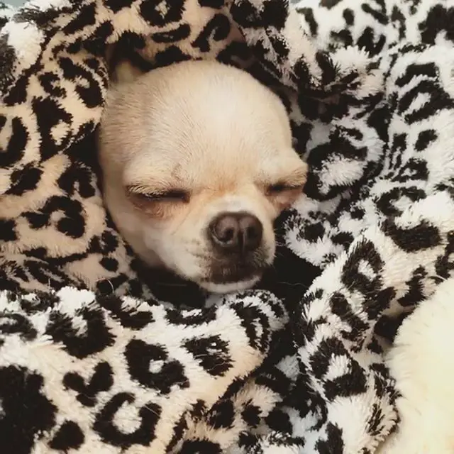 A sleeping Chihuahua snuggled in a blanket
