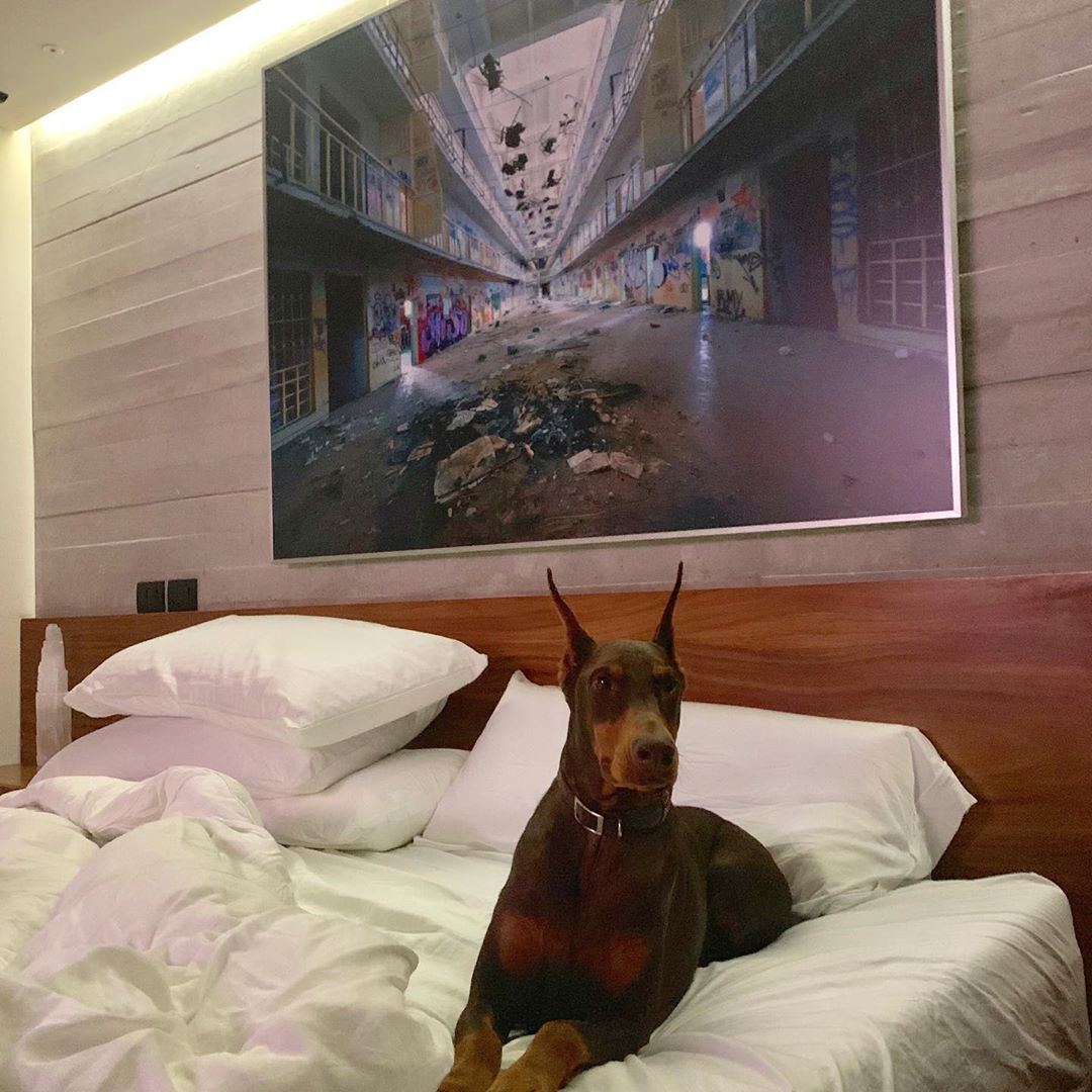 A Doberman lying on the bed