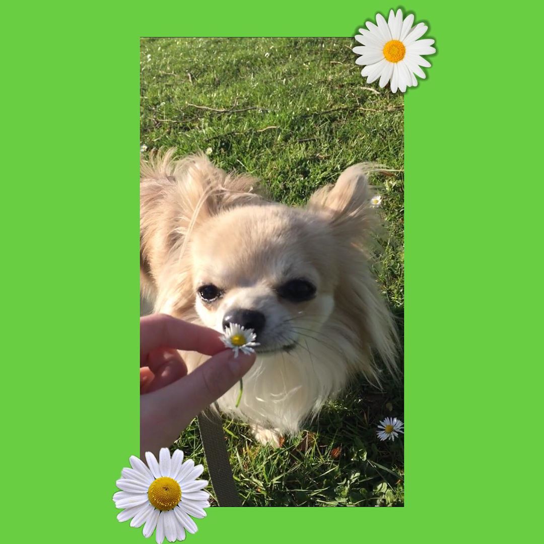 A Chihuahua standing on the grass while smelling the flower in the hand of a person