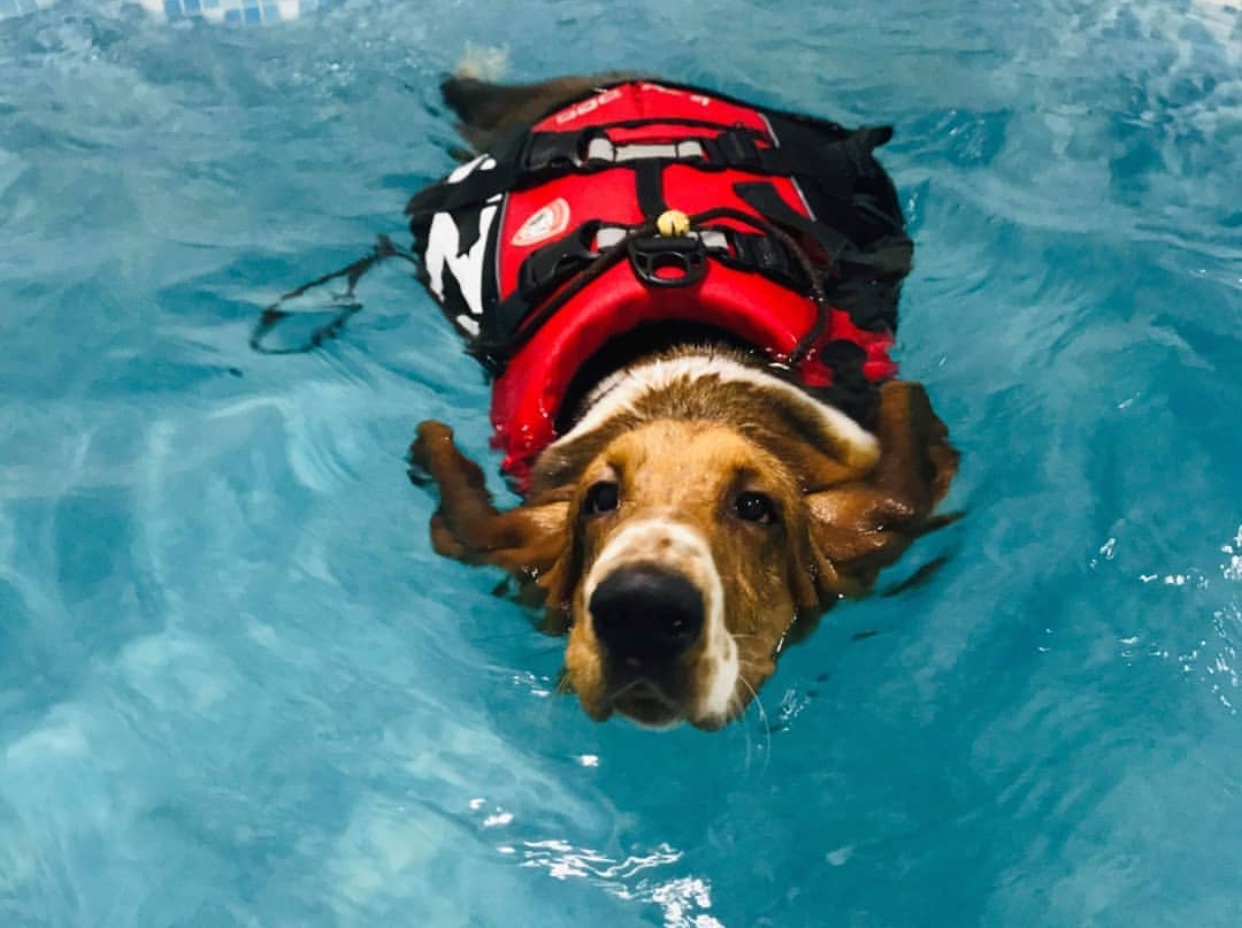 A Basset Hound wearing a life jacket while swimming in the pool