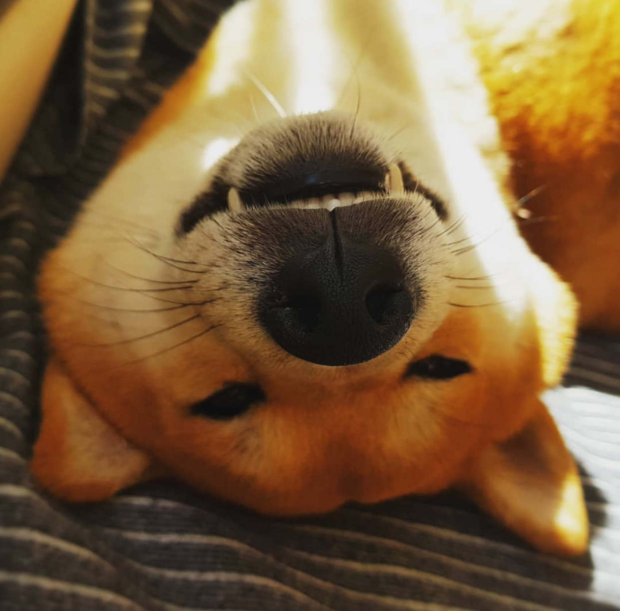 Shiba Inu lying upside down while smiling with its fangs showing