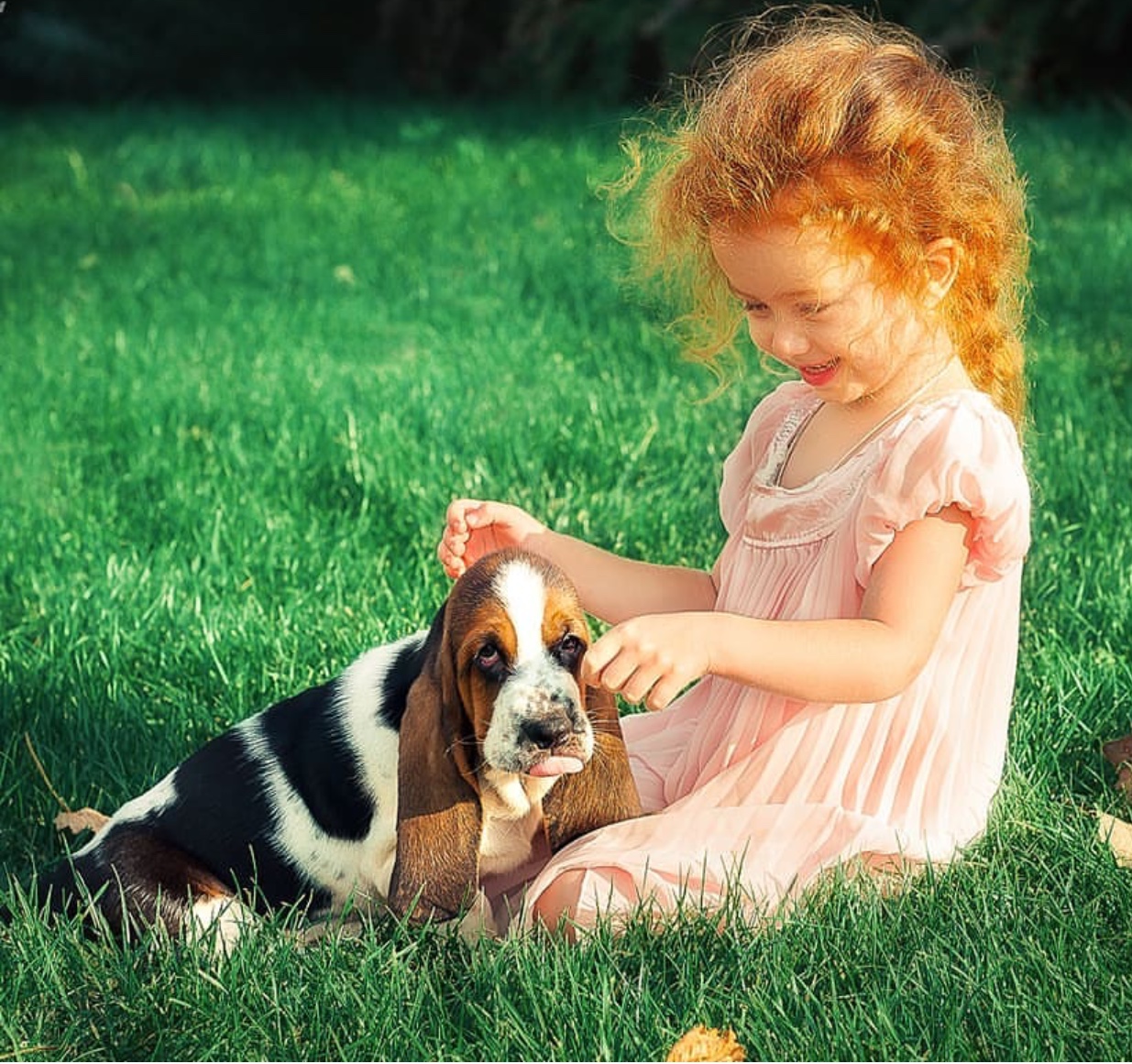 Basset Hound puppy sitting on the grass with a kid