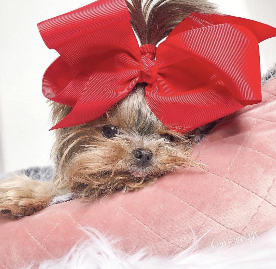 adorable Yorkshire Terrier wearing a big red ribbon in its pony tail on top of its head while lying down on the pink couch