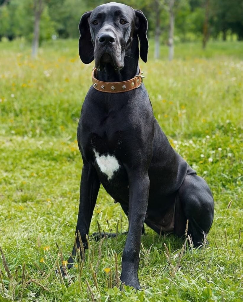 15 Great Dane Interesting Facts You Might Not Know – Page 2 – The Paws