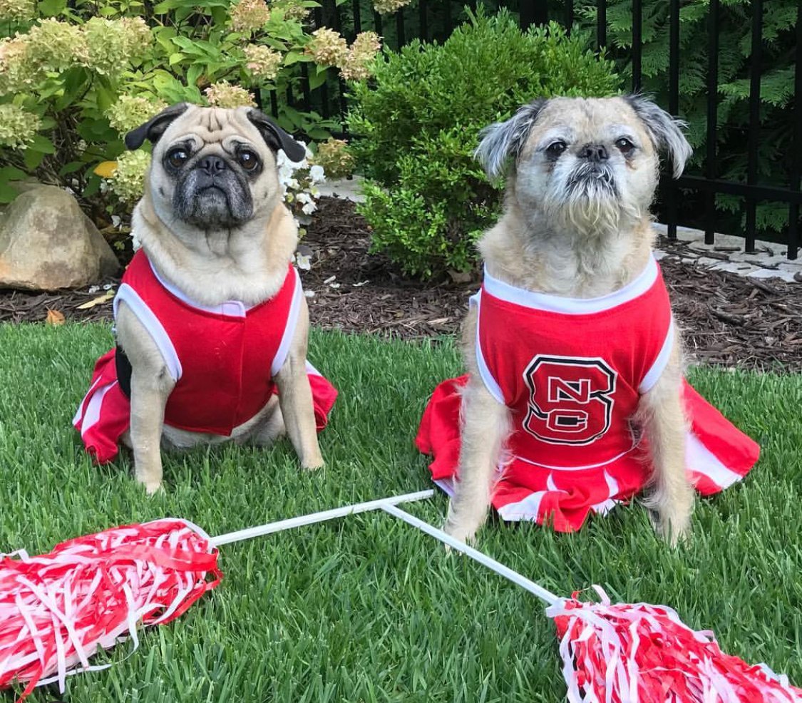 two Pugs in cheerleader outfit sitting in the garden