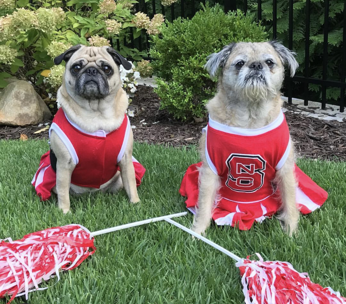 two Pugs in cheerleader outfit sitting in the garden