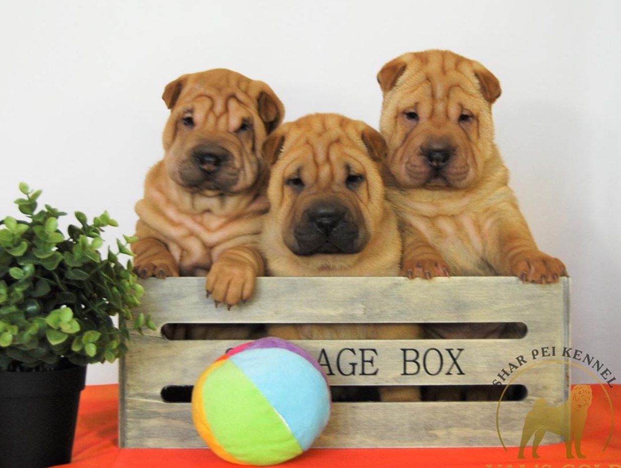 three Shar-Pei puppies inside a storage box on top of the table