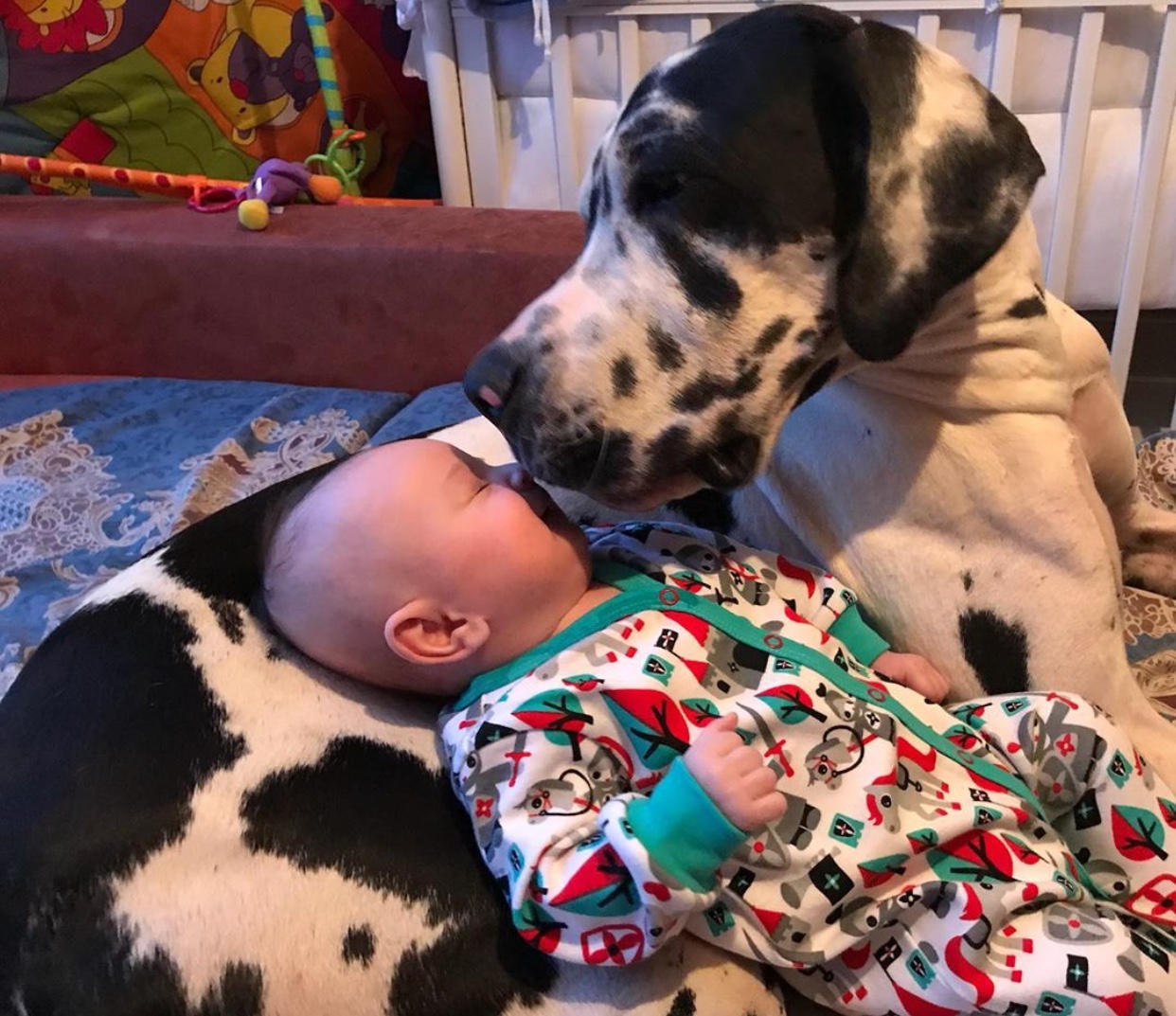 A Great Dane lying on the couch with a baby lying on its body