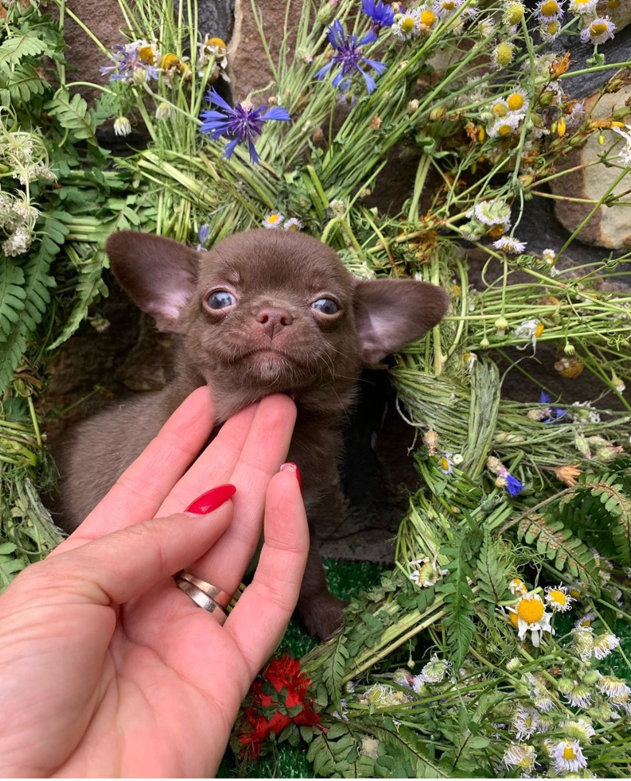 girl touching the chin of a brown Chihuahua puppy in the garden