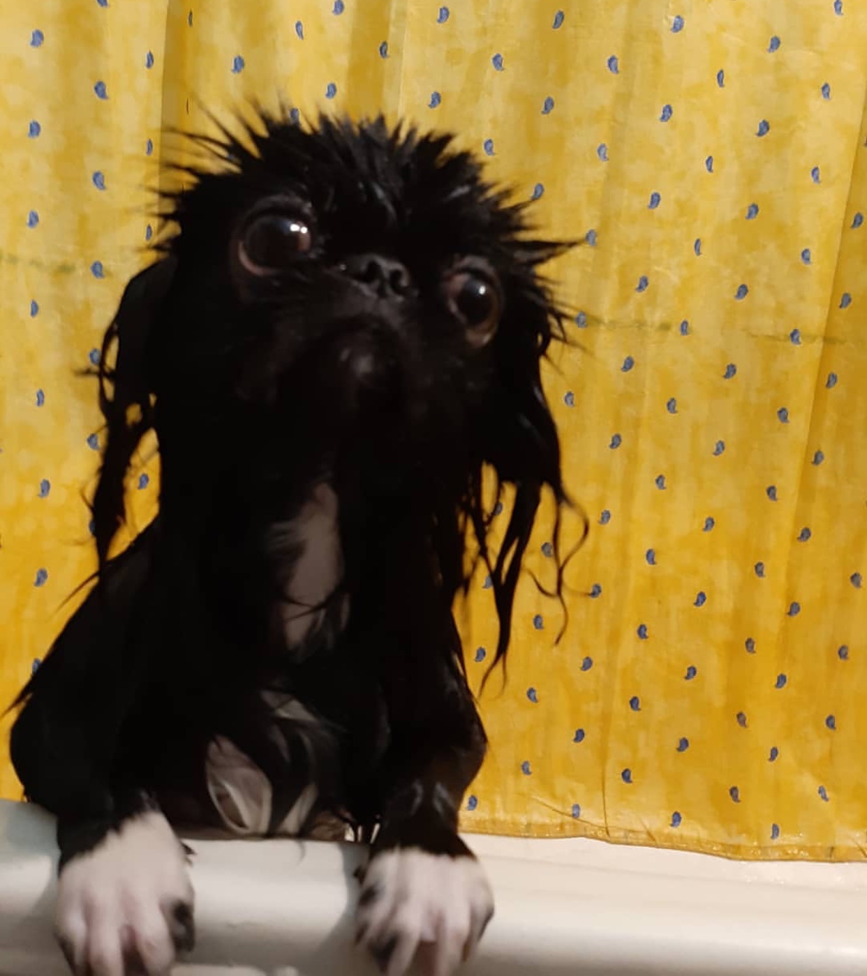 A soaking wet Pekingese inside the bathtub