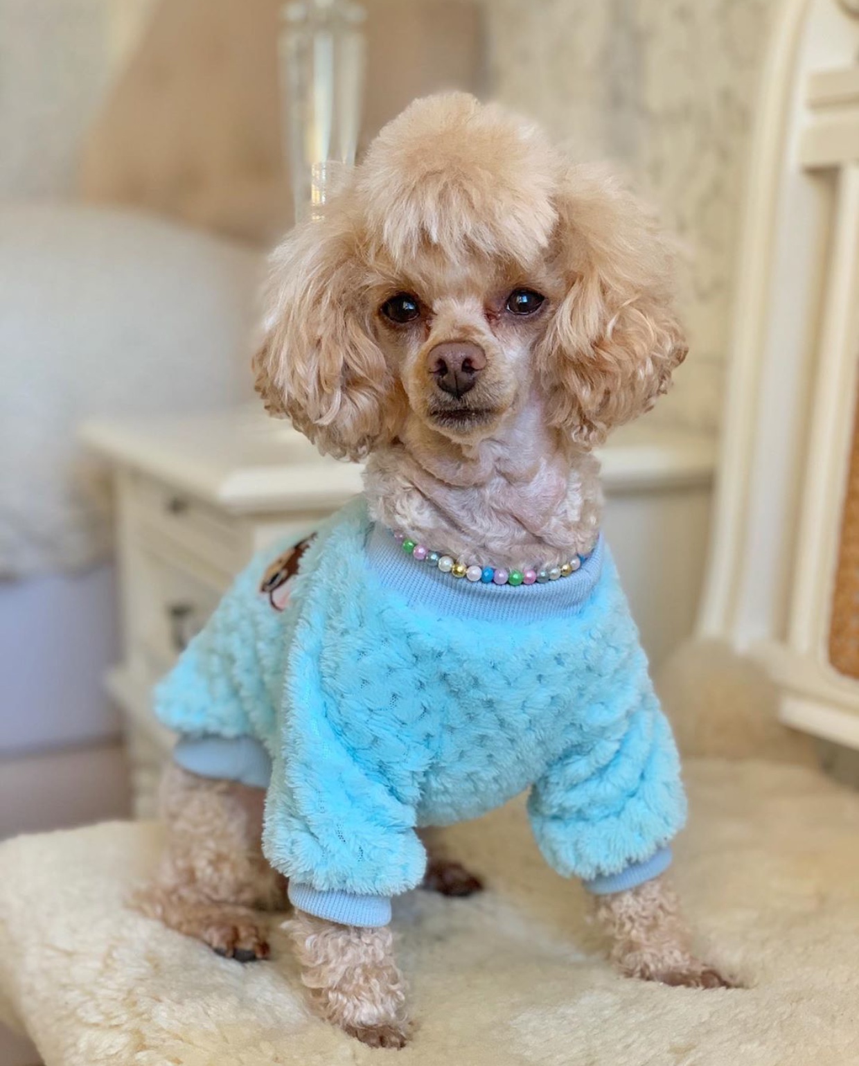 A cream Poodle wearing a blue sweater while sitting on the chair