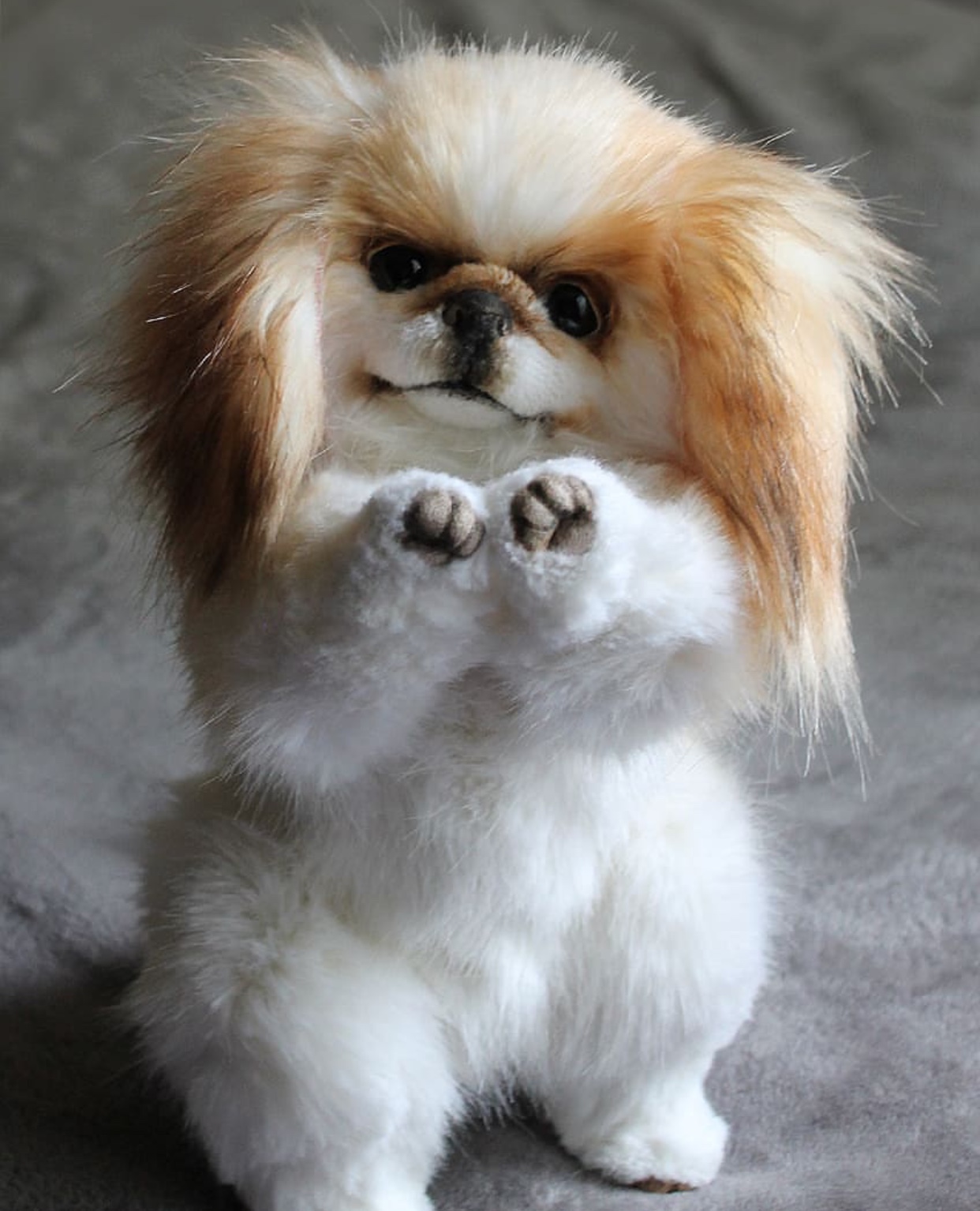 an adorable Pekingese sitting pretty