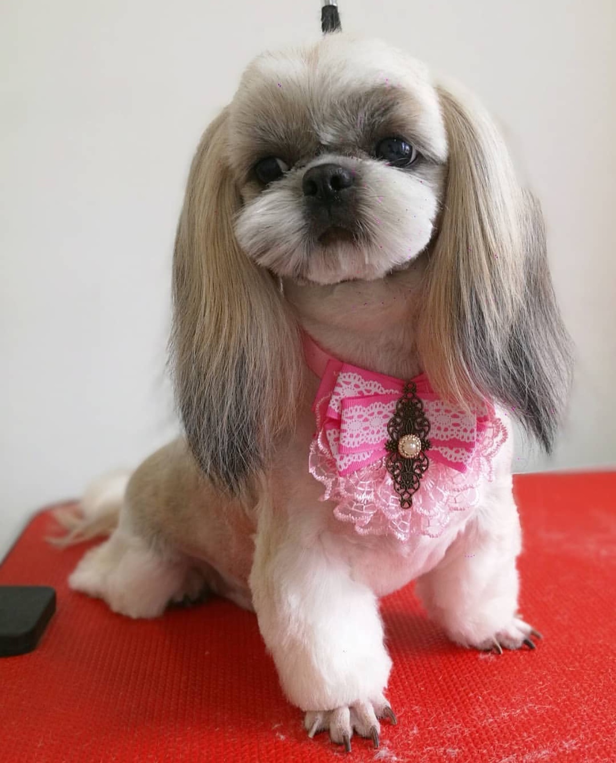 A Shih Tzu with a long hair on its ears sitting on top of the grooming table