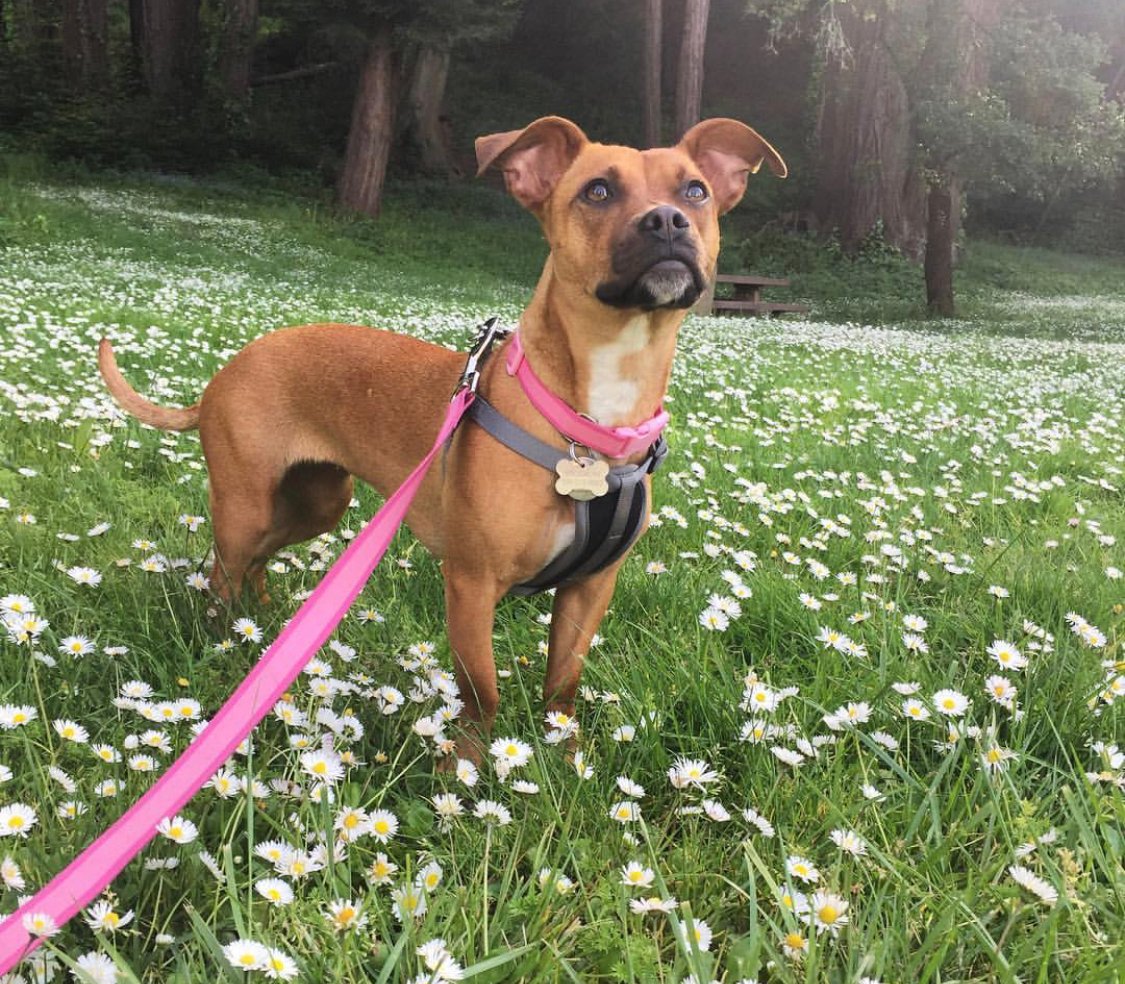 Boxshund in the field of wildflowers while looking up