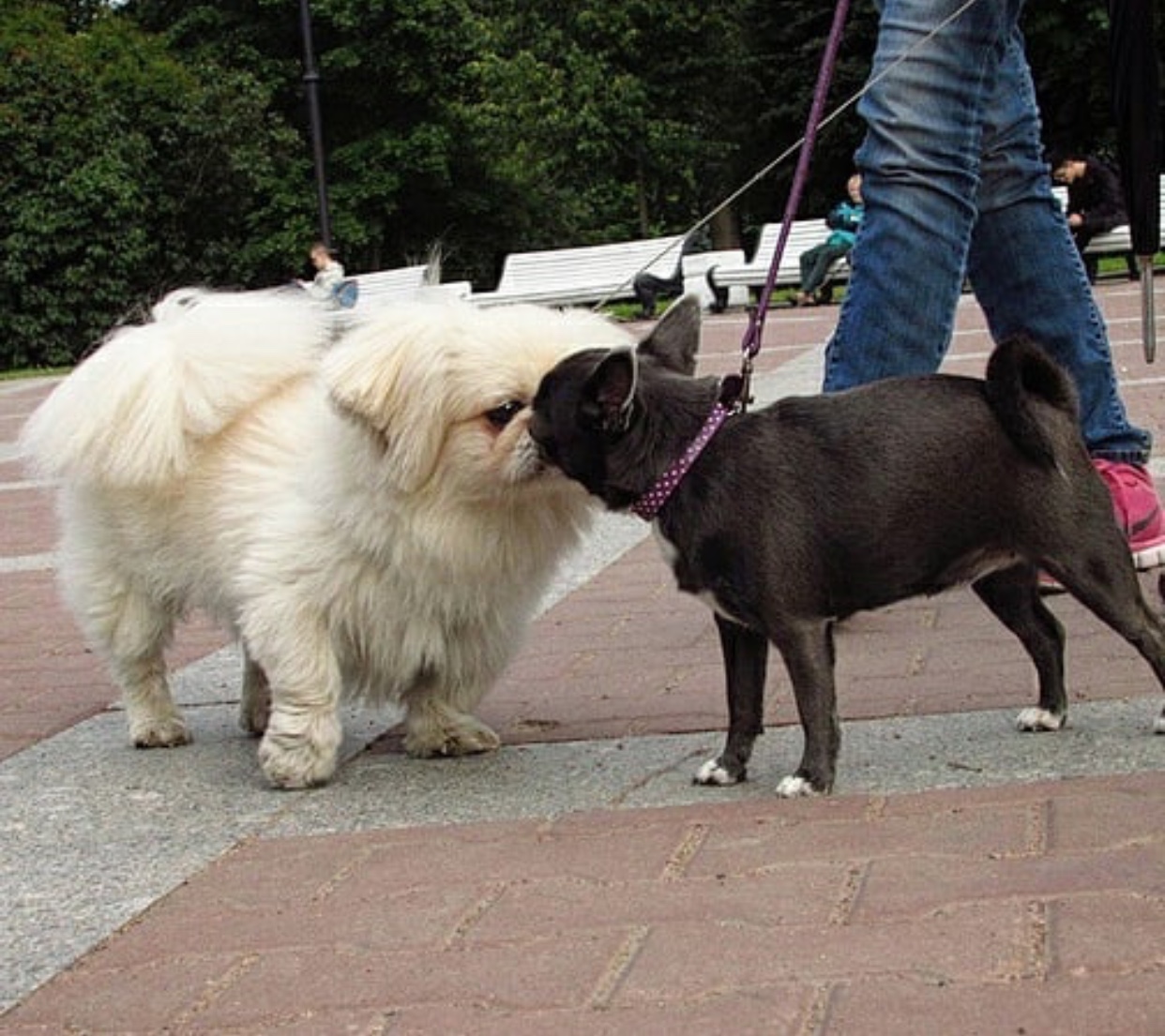 Chihuahua licking the face of a another at the park