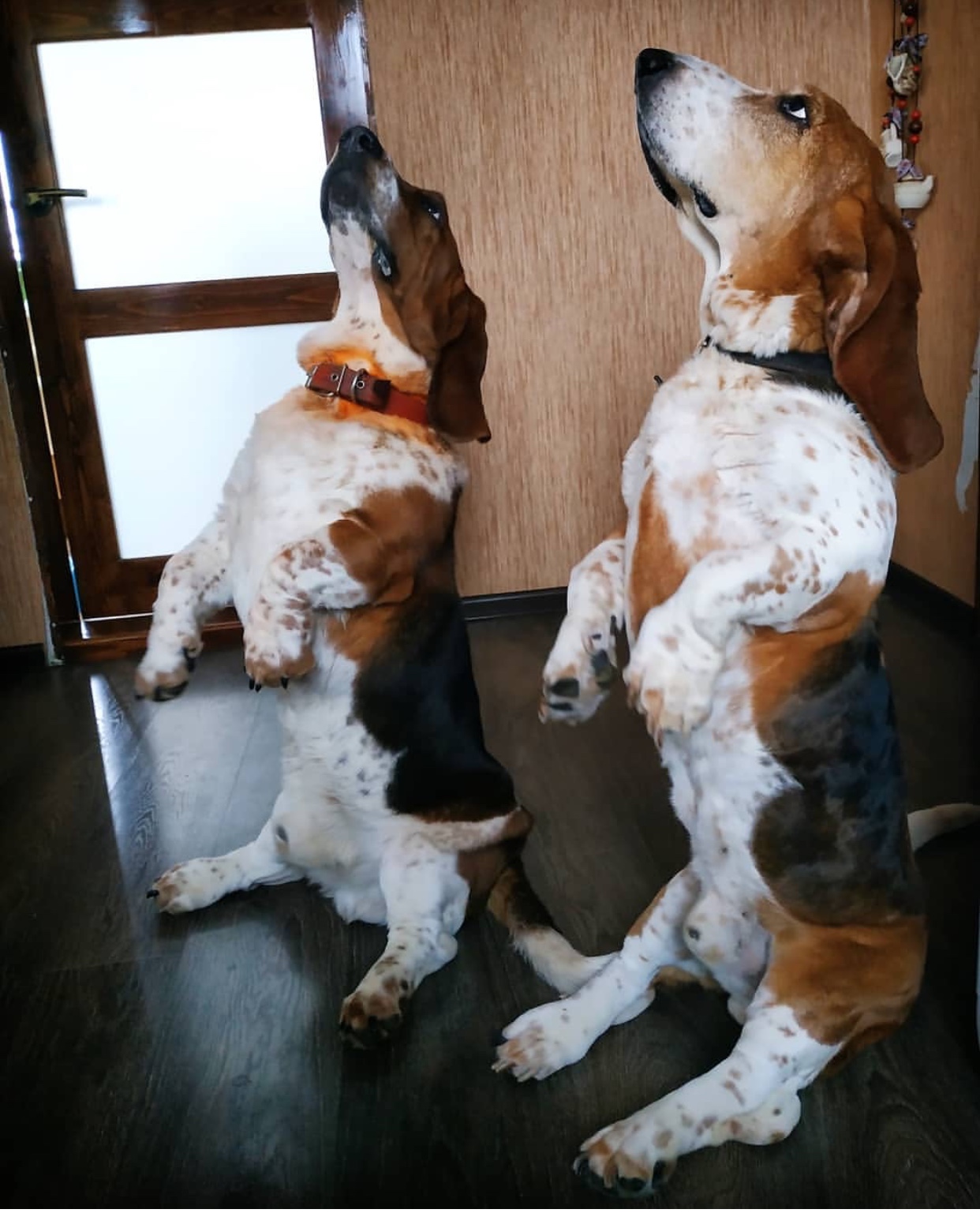 two Basset Hounds sitting pretty with their begging faces