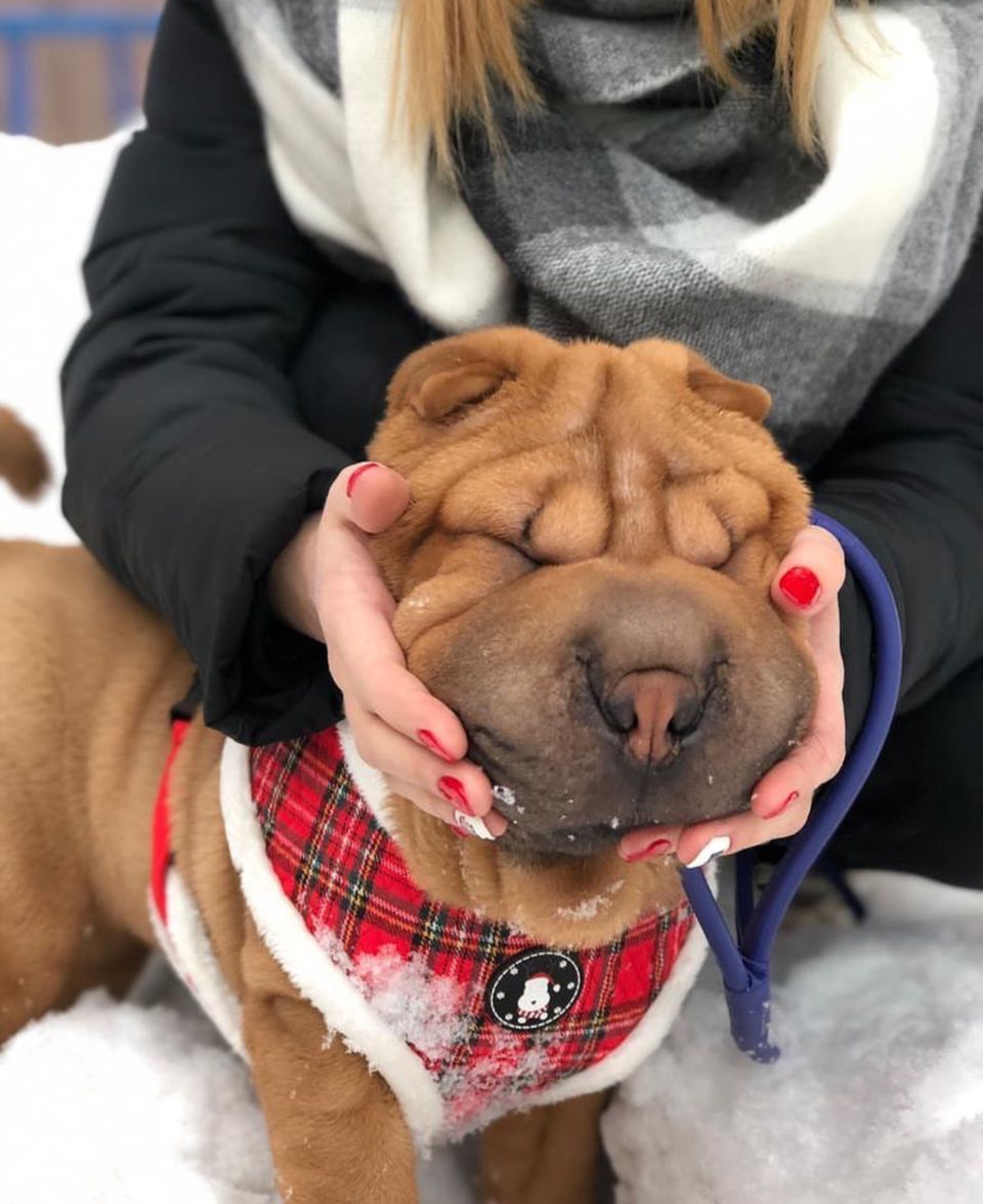 A Shar-Pei standing in snow while its face is being squeezed by a woman behind him