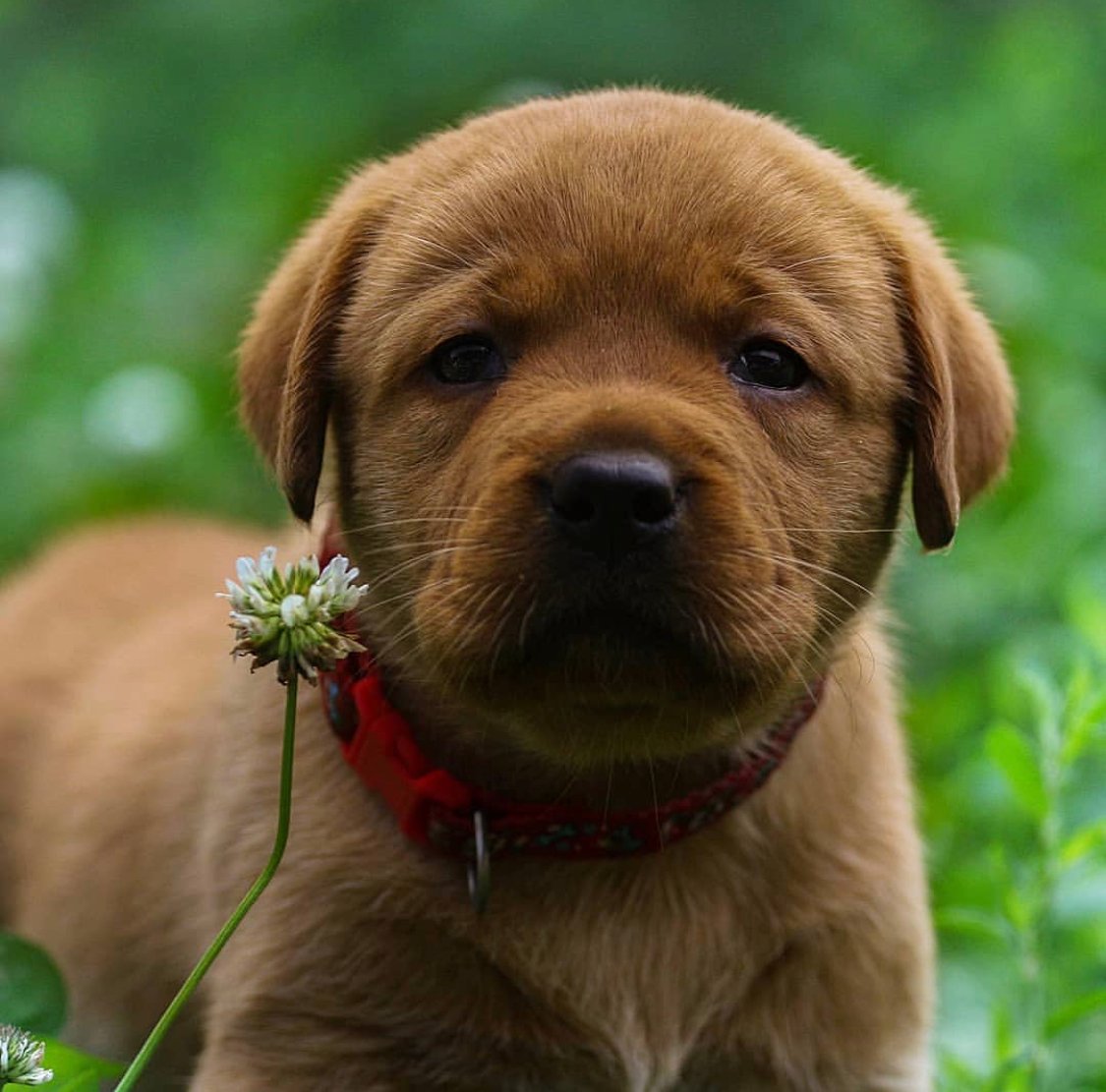 A Labrador retriever puppy lying on the grass