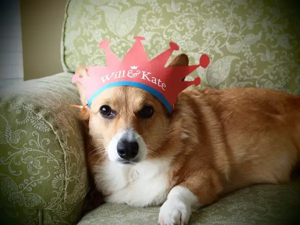 A Corgi wearing a Will & Kate Crown while lying on the chair