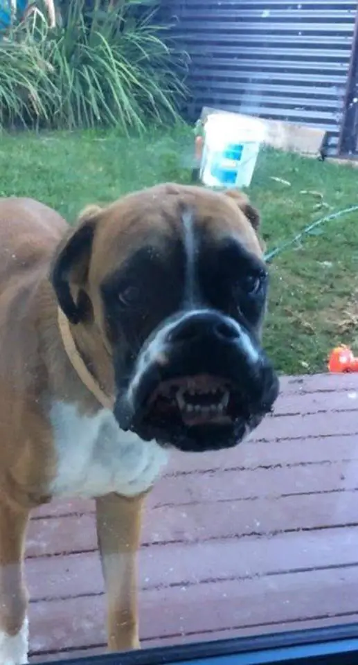 Boxer dog pressing its mouth against the glass door