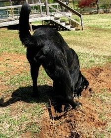 black Labrador Retriever digging a hole in the ground