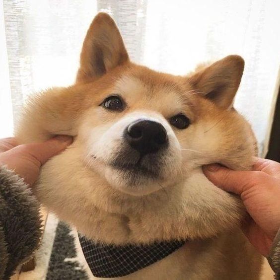 person stretching the cheeks of a Shiba Inu